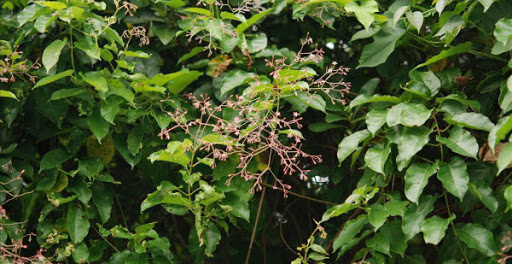 Cây Dây cao su. Pottsia laxiflora - Cây Thuốc Nam Quanh Ta